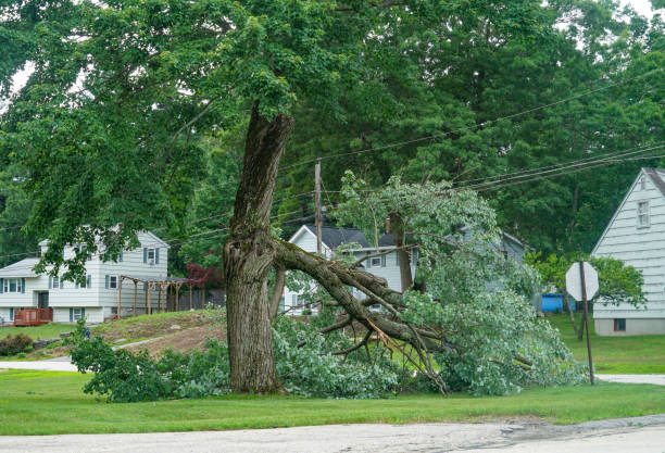 Best Best Tree Removal Services  in Mount Hermon, VA